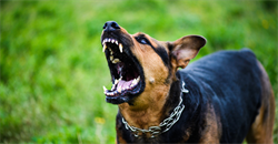 A Day in the Life of a Dangerous Dog Legislation Expert Witness